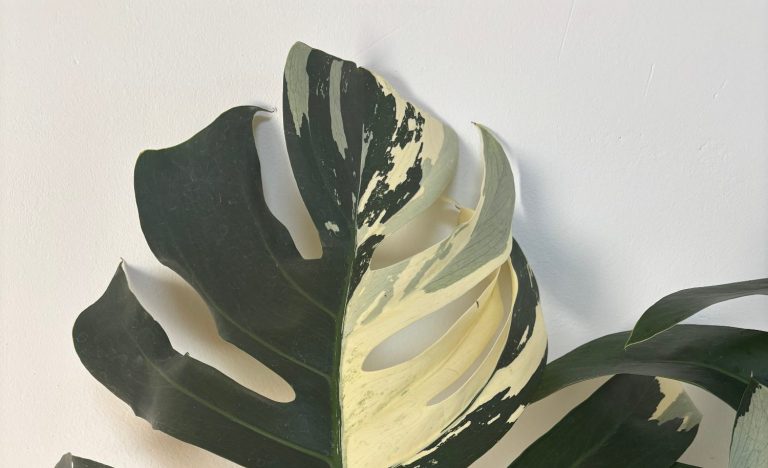 Monstera Monstera Jungle Mint - Deko Objekt